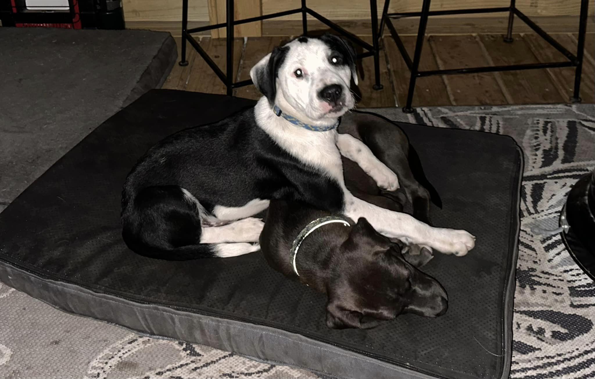 Percy, a Adoptable mixed breed in Raleigh, NC image 6/6