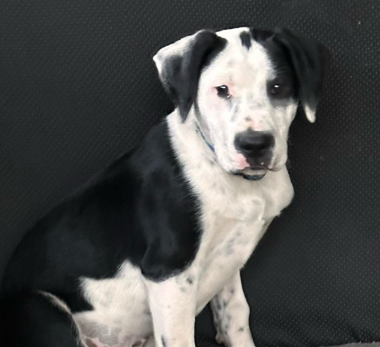 Percy, a Adoptable mixed breed in Raleigh, NC image 1/6