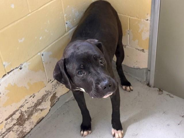 LELIA, Adoptable, Young Female Pit Bull Terrier & Mixed Breed.