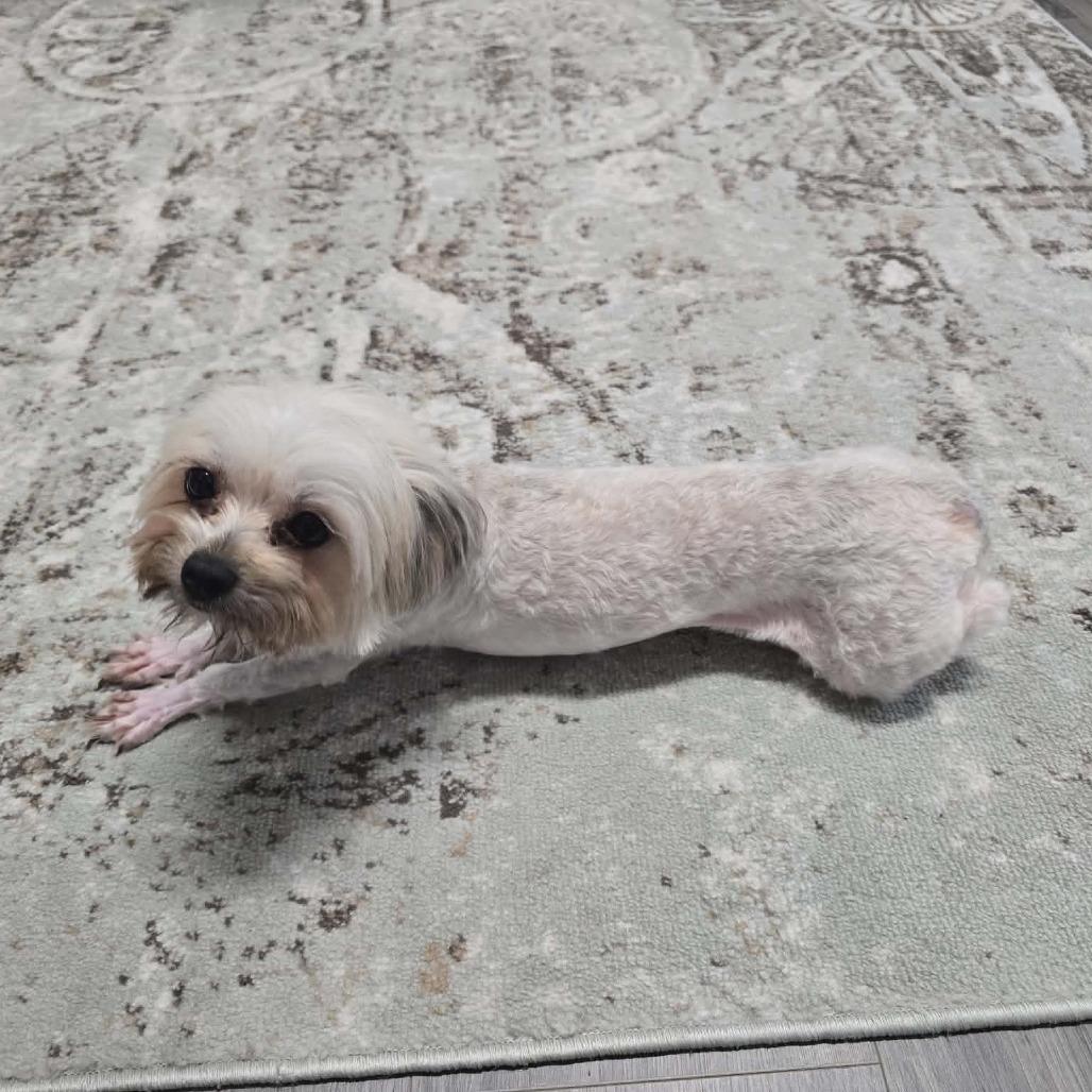 Zoe, Adoptable, Young Female Yorkshire Terrier.