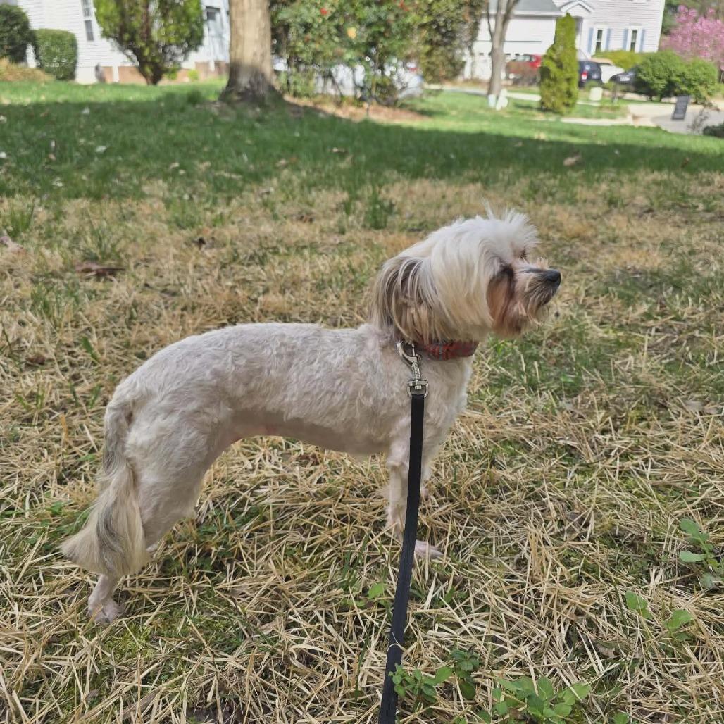 Enlarge Zoe, a Adoptable mixed breed in Raleigh, NC image 2/4