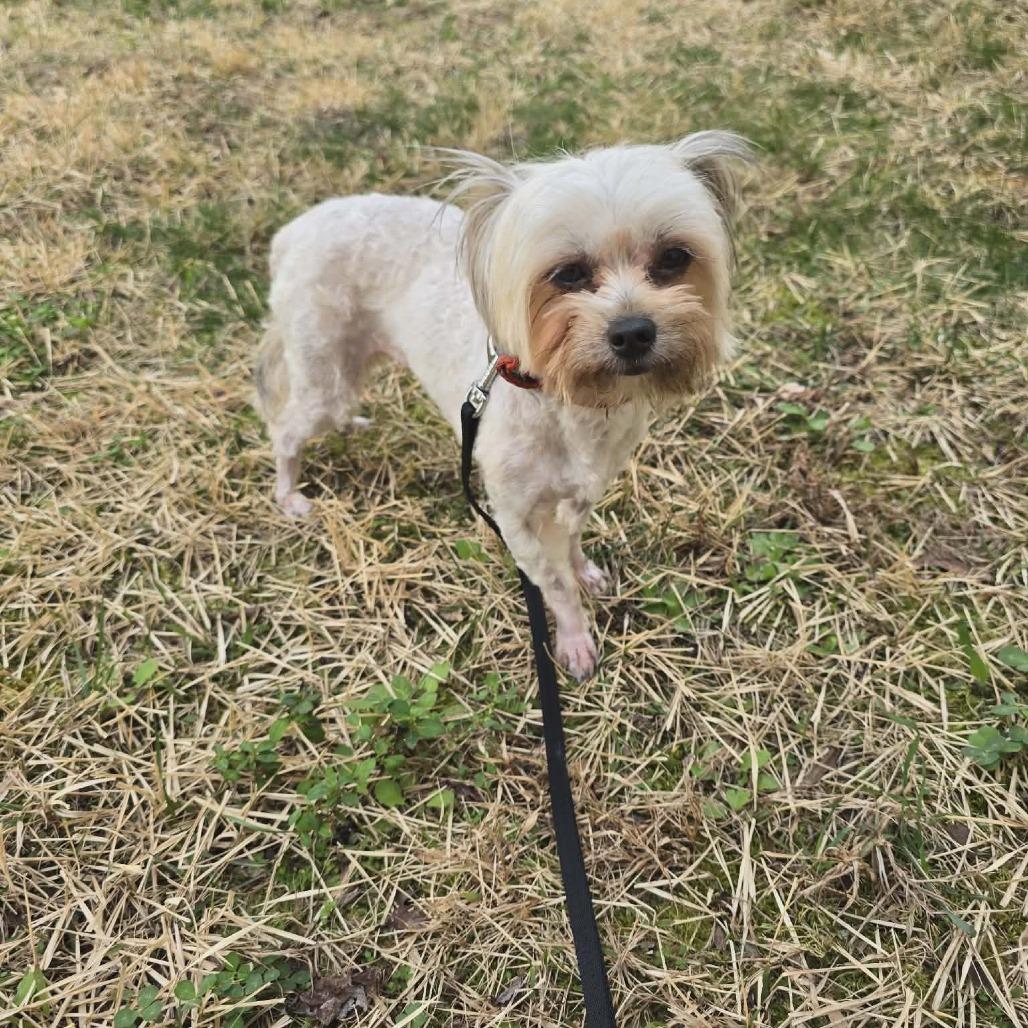 Enlarge Zoe, a Adoptable mixed breed in Raleigh, NC image 3/4