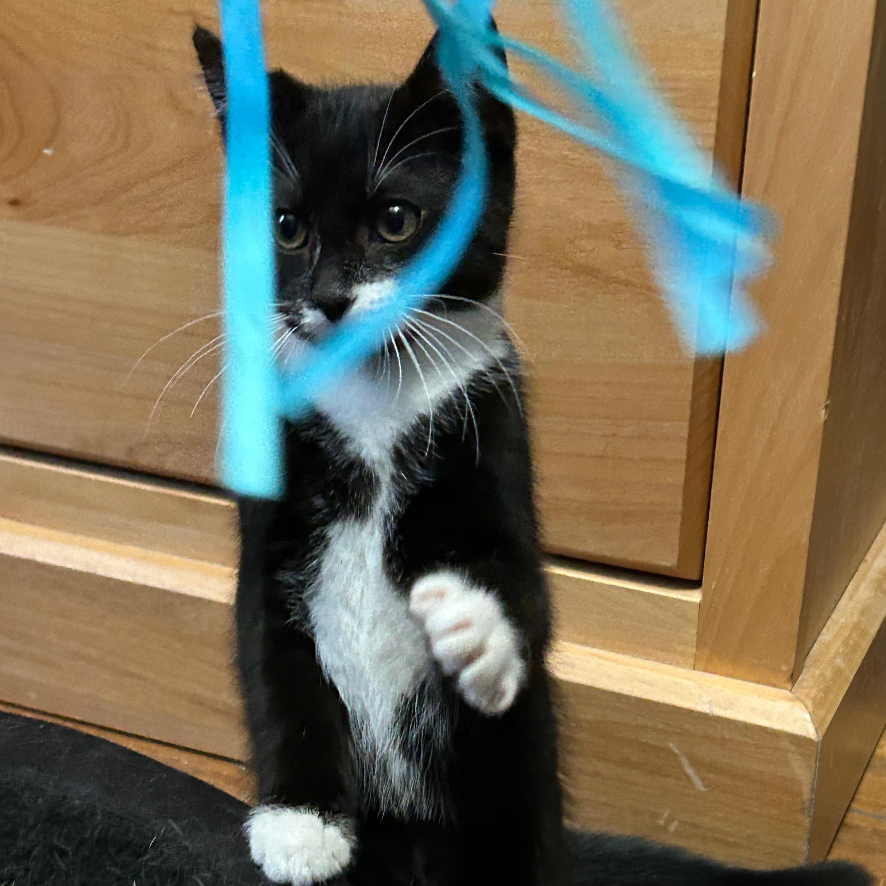 Flora (Bonded to Fauna Two for  One Special)