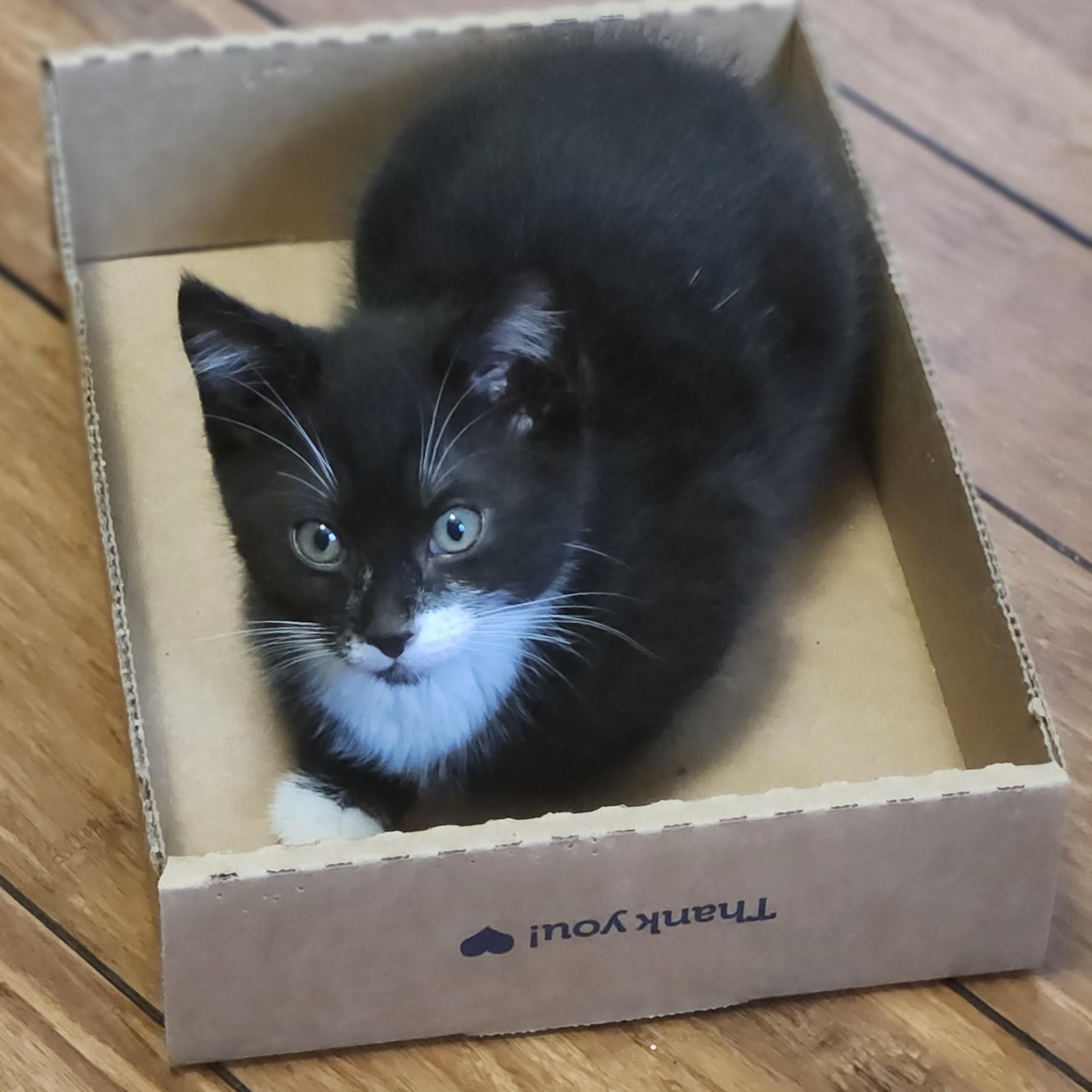 Flora (Bonded to Fauna Two for  One Special)