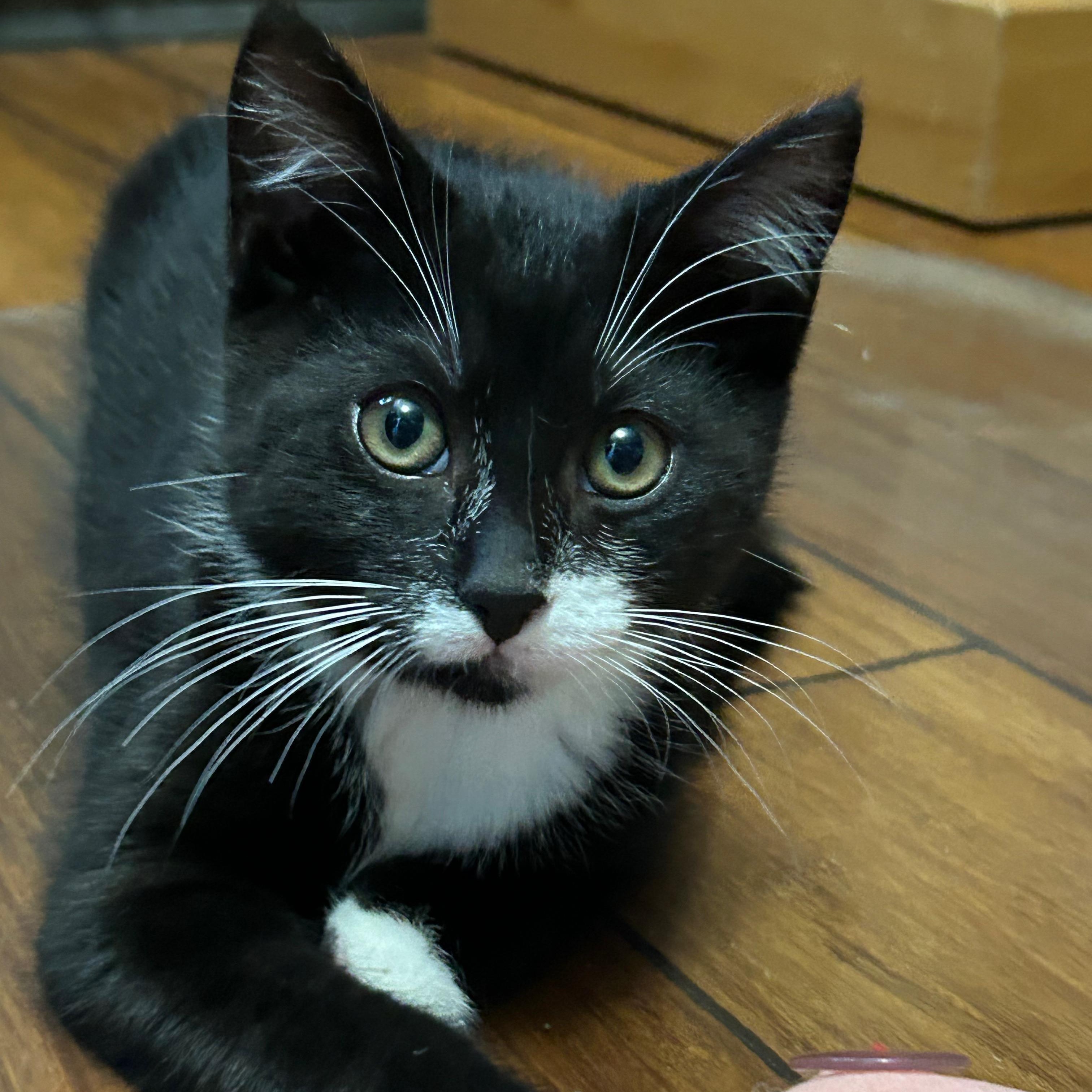 Flora (Bonded to Fauna Two for  One Special)