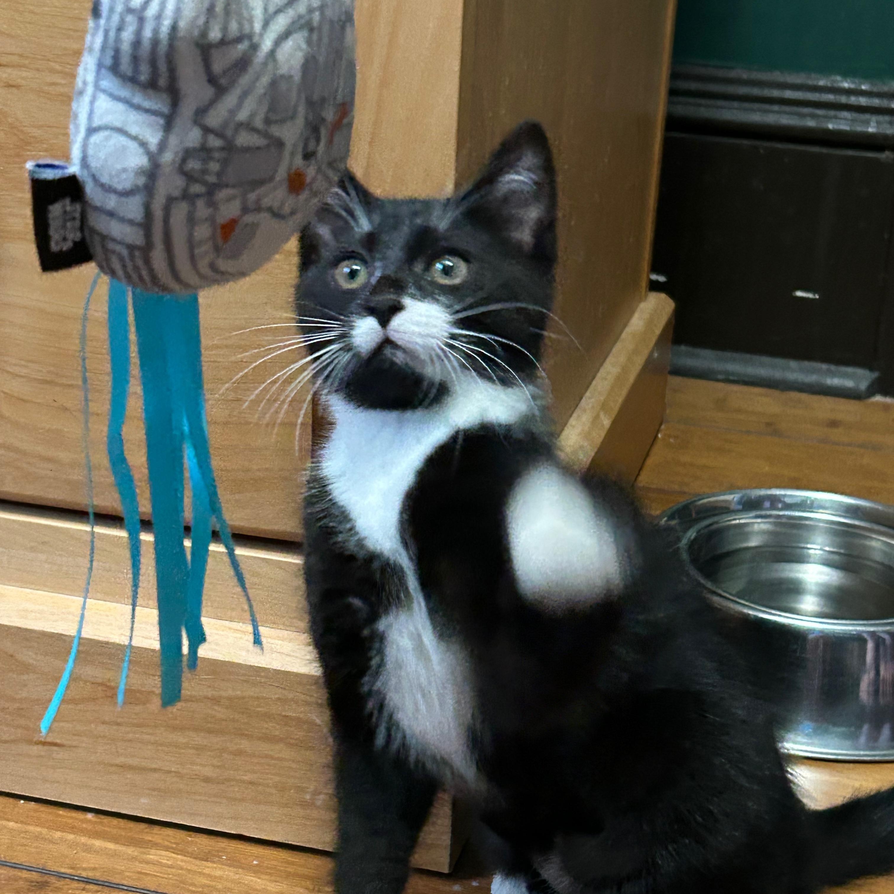 Flora (Bonded to Fauna Two for  One Special)