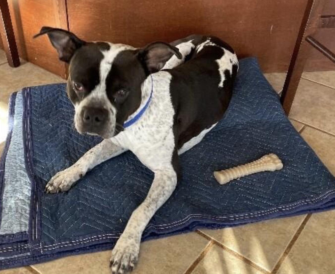 Harry Pawter, ADOPTABLE, Adult Male Boxer & Boston Terrier.