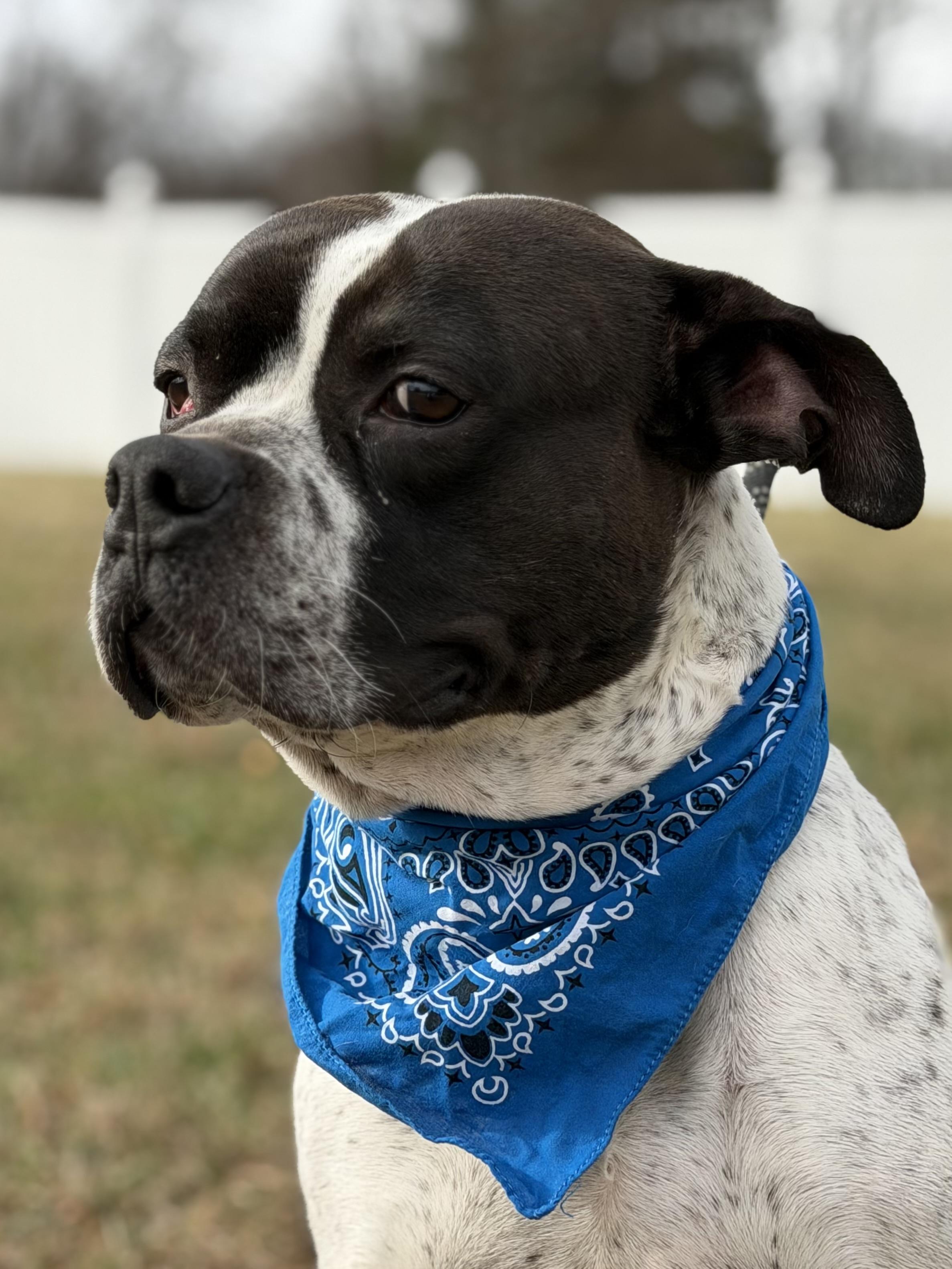 Harry Pawter thumbnail 3