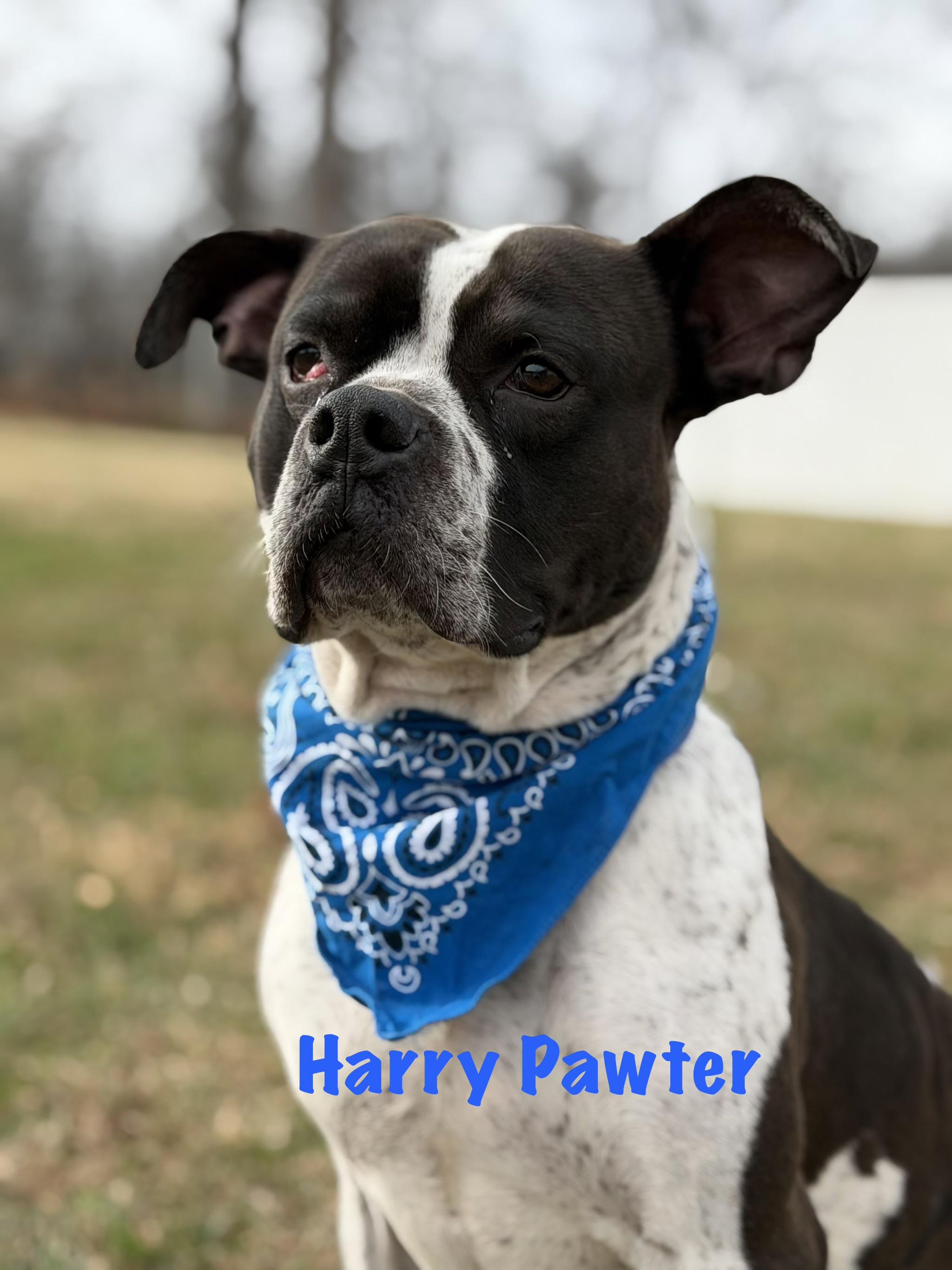 Harry Pawter thumbnail 4