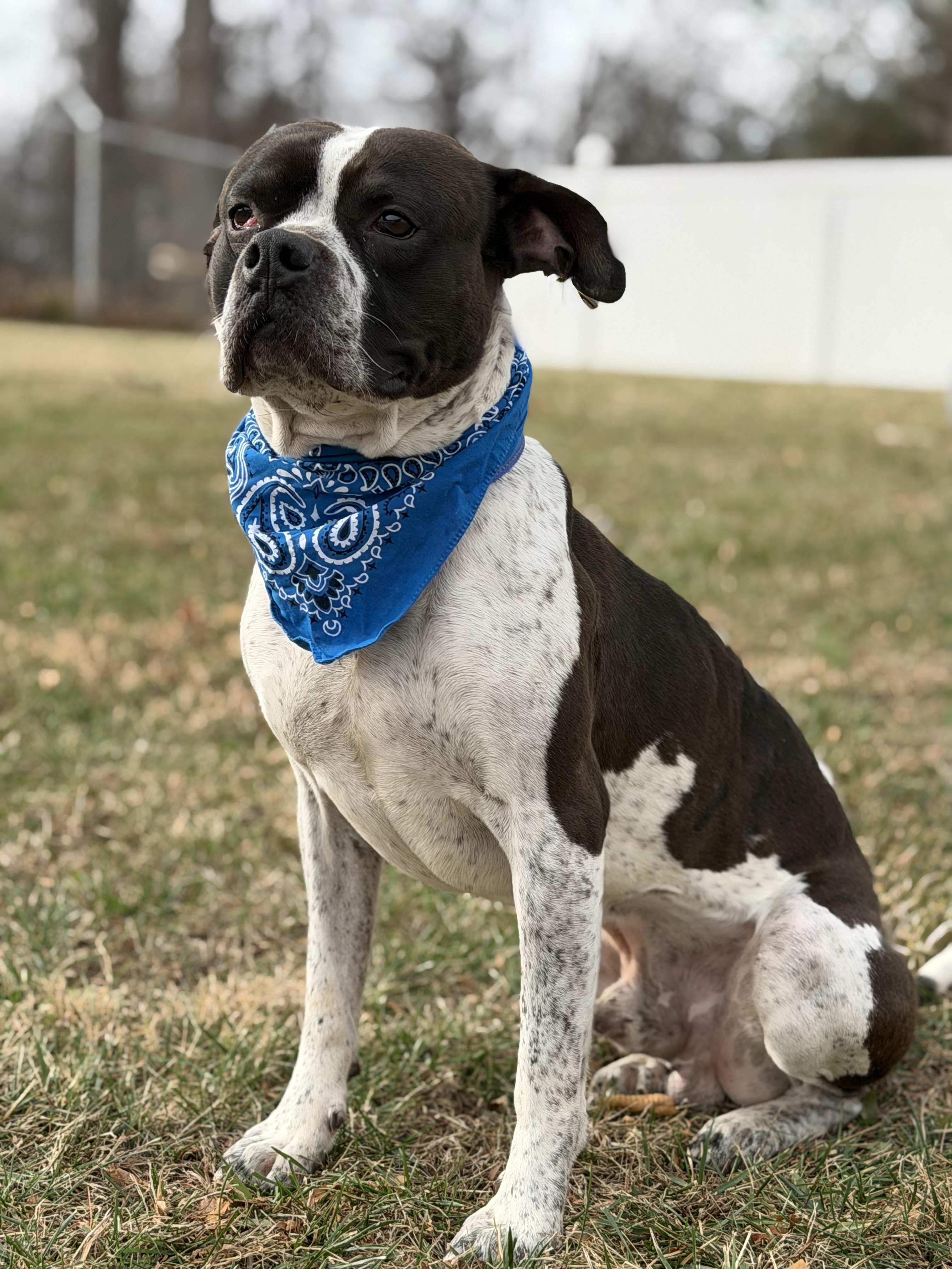 Harry Pawter, ADOPTABLE, Adult Male Boxer & Boston Terrier.
