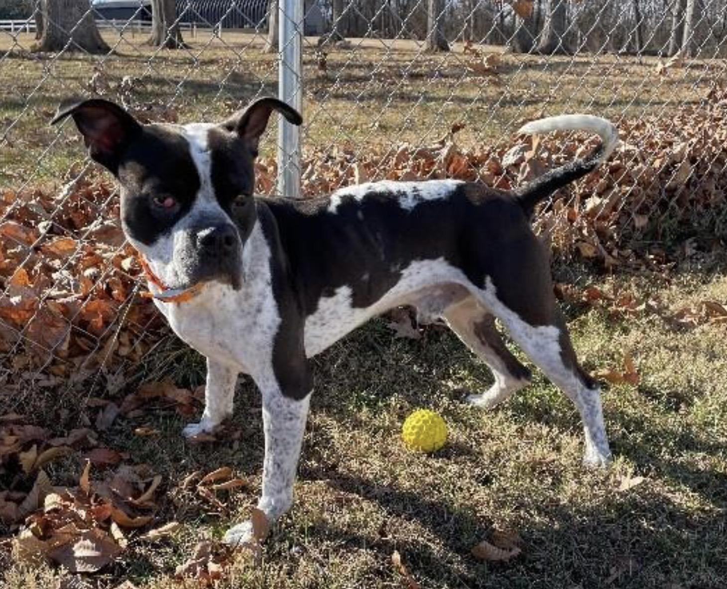 Harry Pawter thumbnail 5