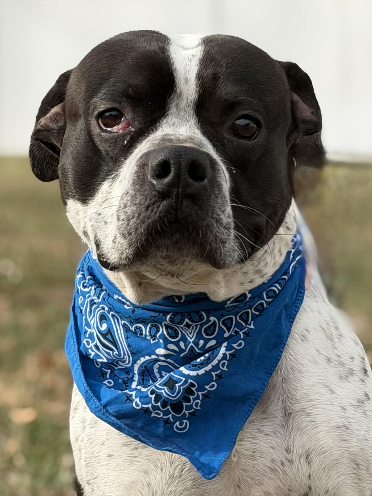 Harry Pawter thumbnail 6