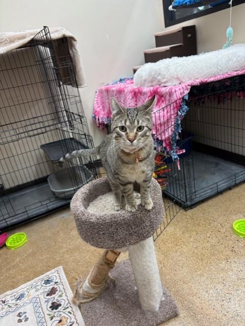 Rosie, ADOPTABLE, Young Female Domestic Short Hair.