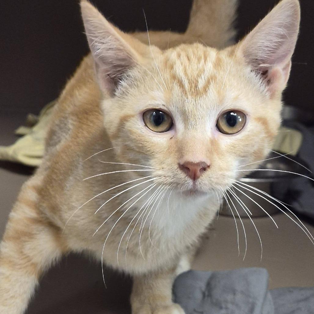 Lucas, Adoptable, Kitten Male Domestic Short Hair.