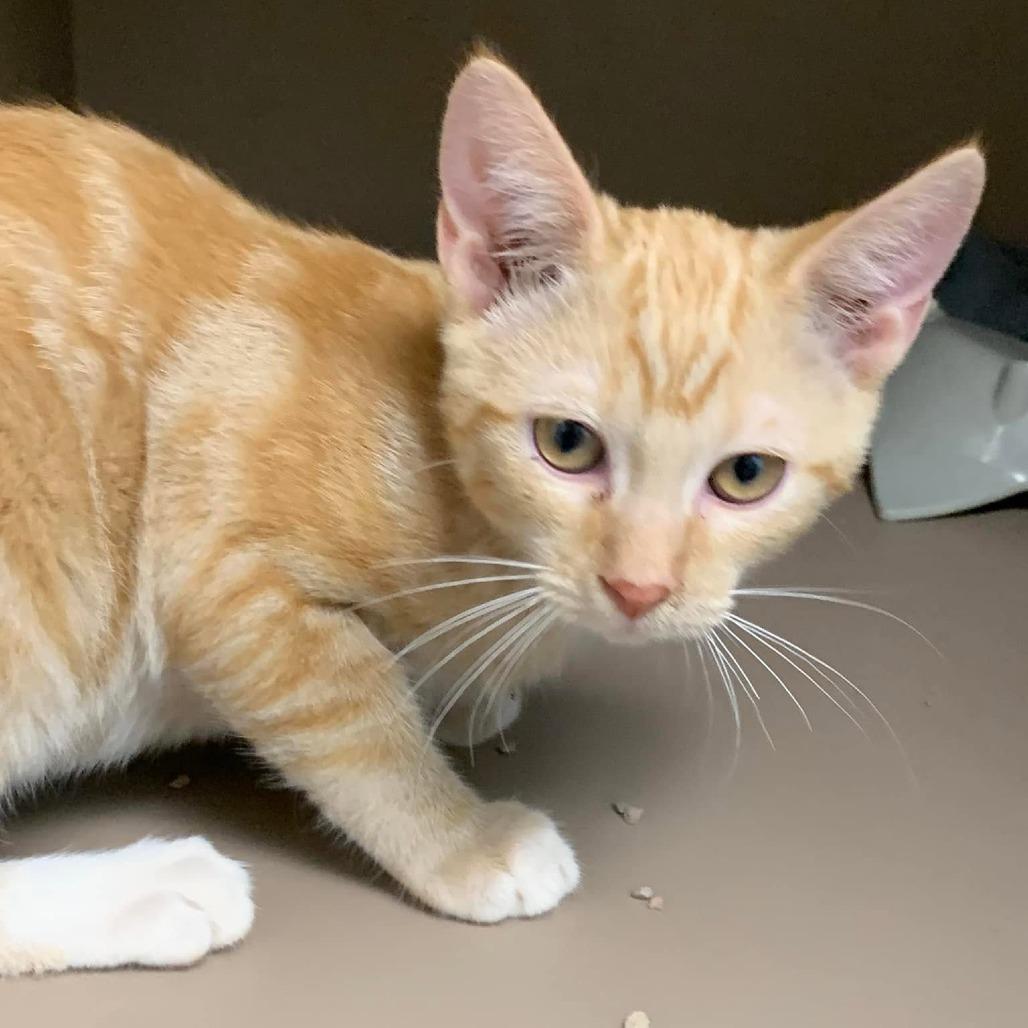 Enlarge Lucas, a Adoptable Domestic Short Hair in Cleveland, MS image 2/3