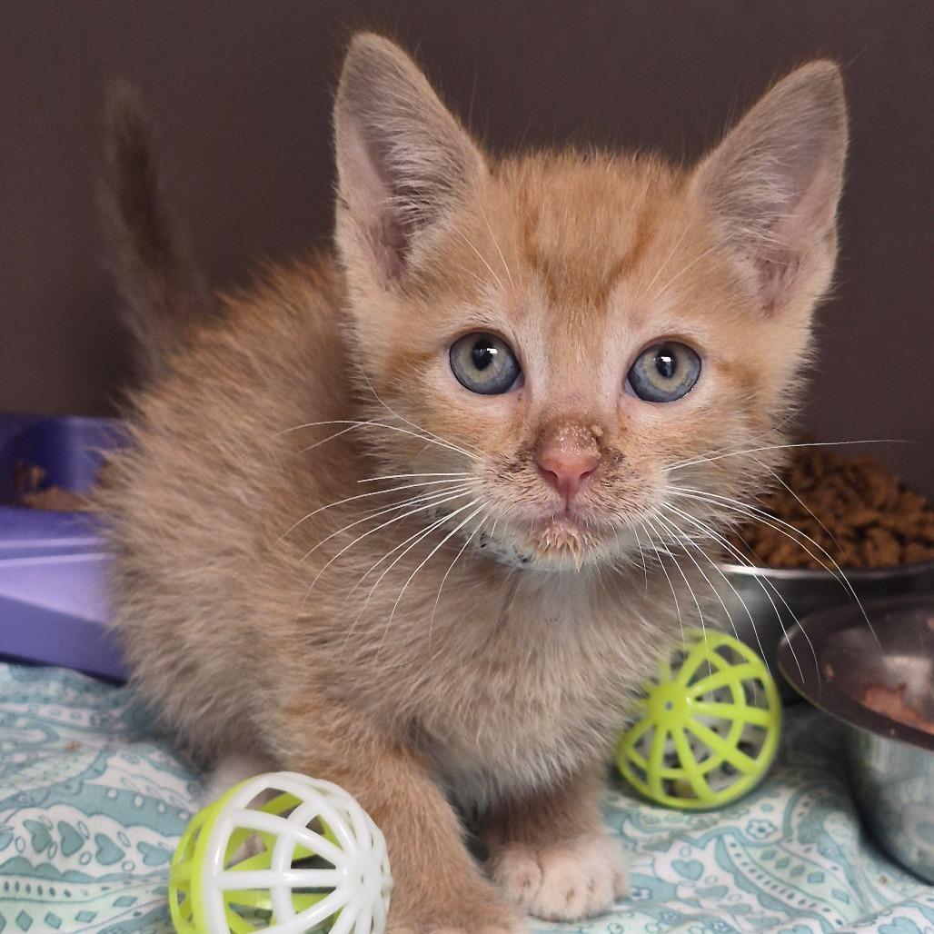 Enlarge Lucas, a Adoptable Domestic Short Hair in Cleveland, MS image 3/3