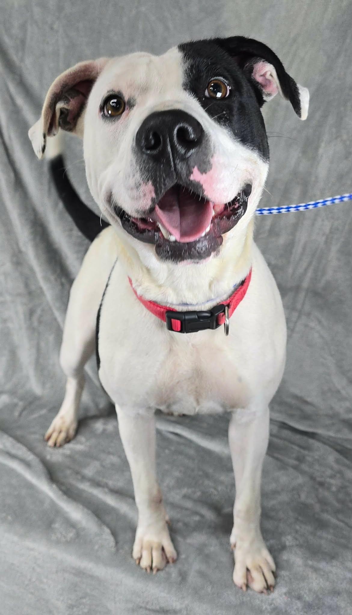 Dolores, a ADOPTABLE mixed breed in Newport, TN image 2/6