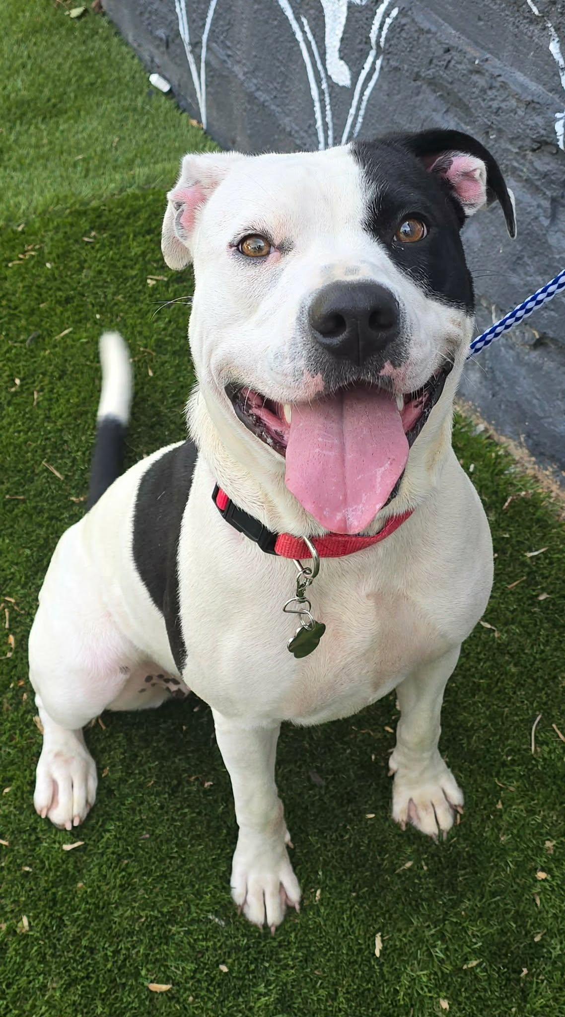 Dolores, a ADOPTABLE mixed breed in Newport, TN image 3/6