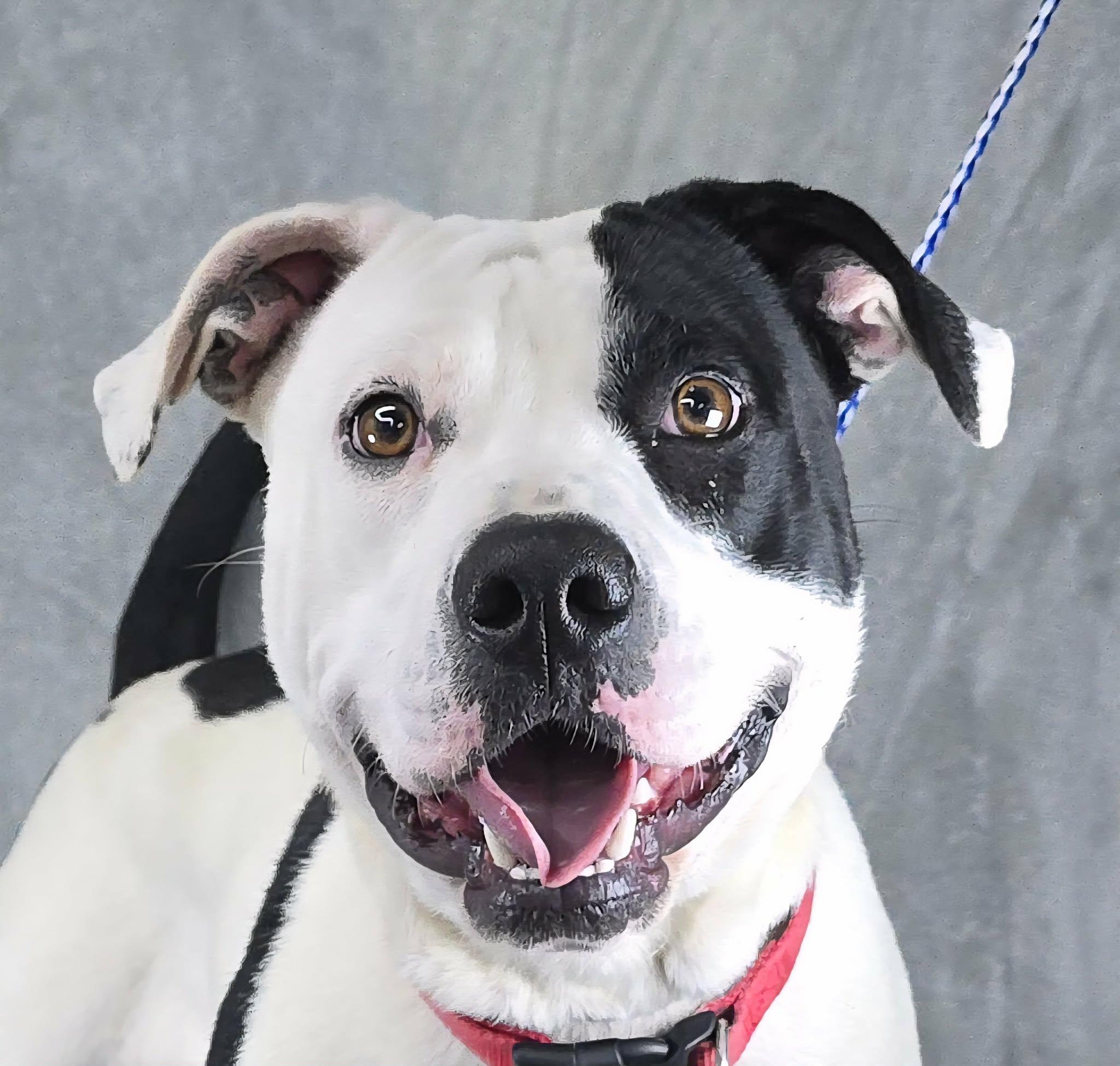 Dolores, ADOPTABLE, Young Female Pit Bull Terrier.