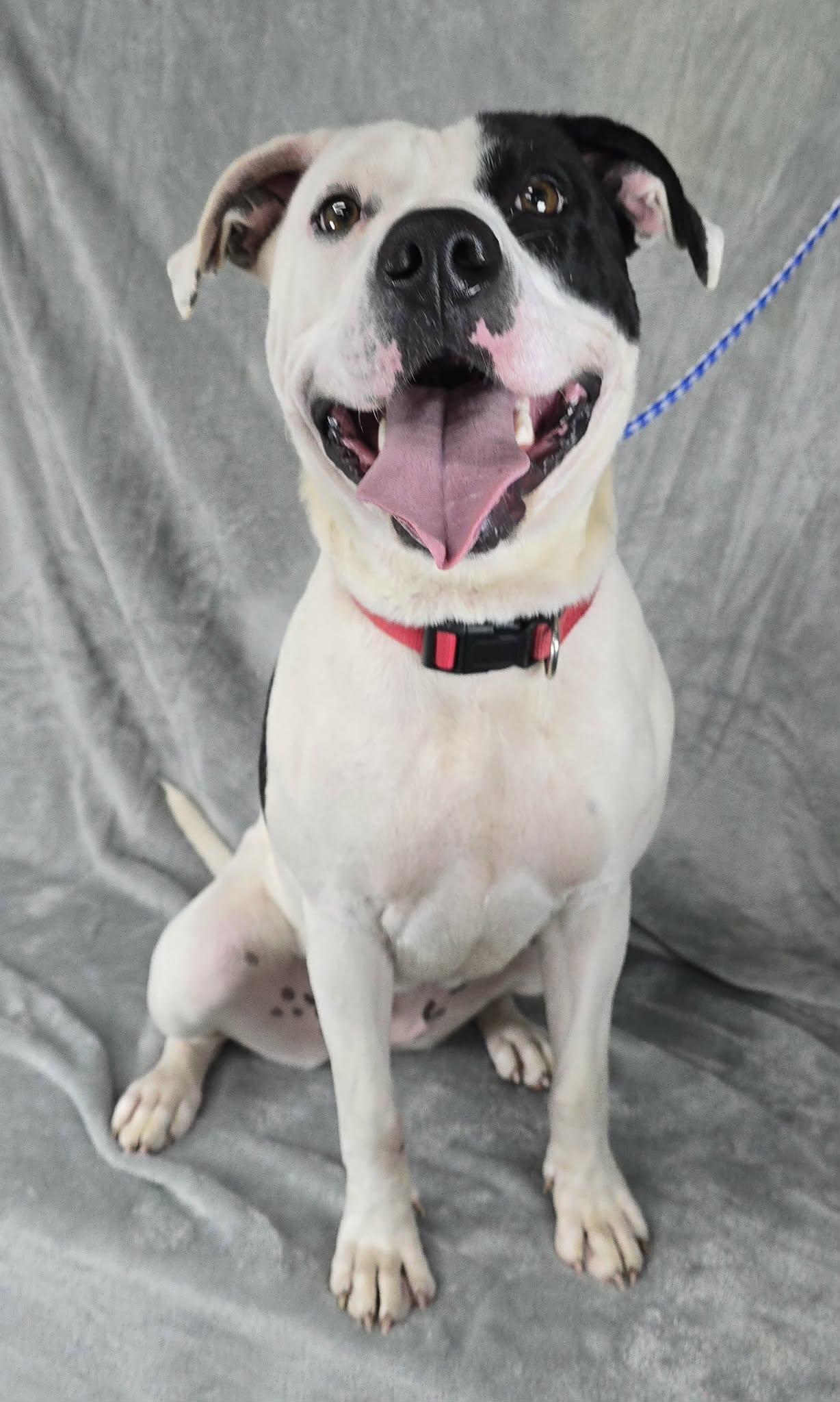 Dolores, a ADOPTABLE mixed breed in Newport, TN image 4/6