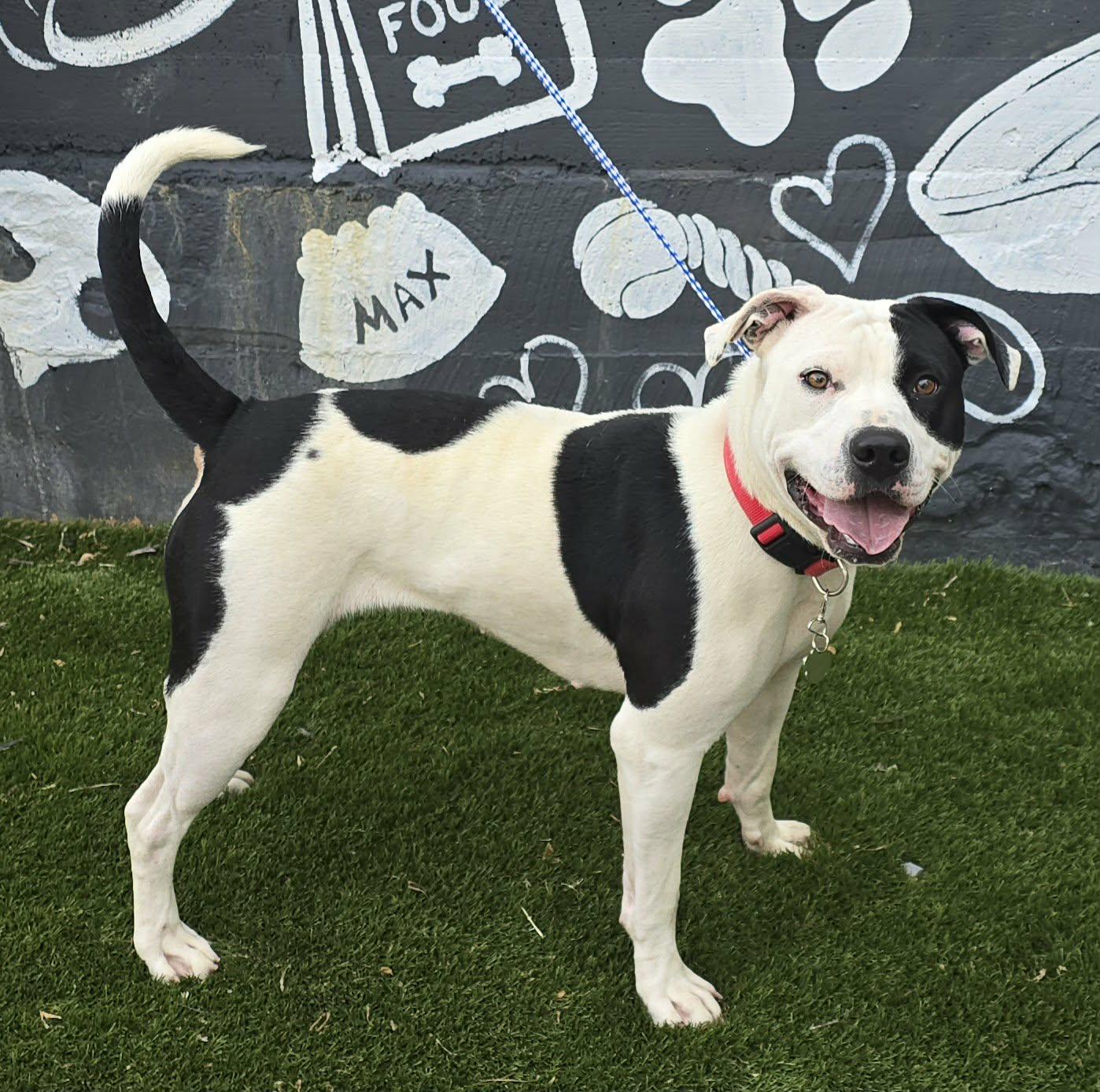Dolores, a ADOPTABLE mixed breed in Newport, TN image 5/6