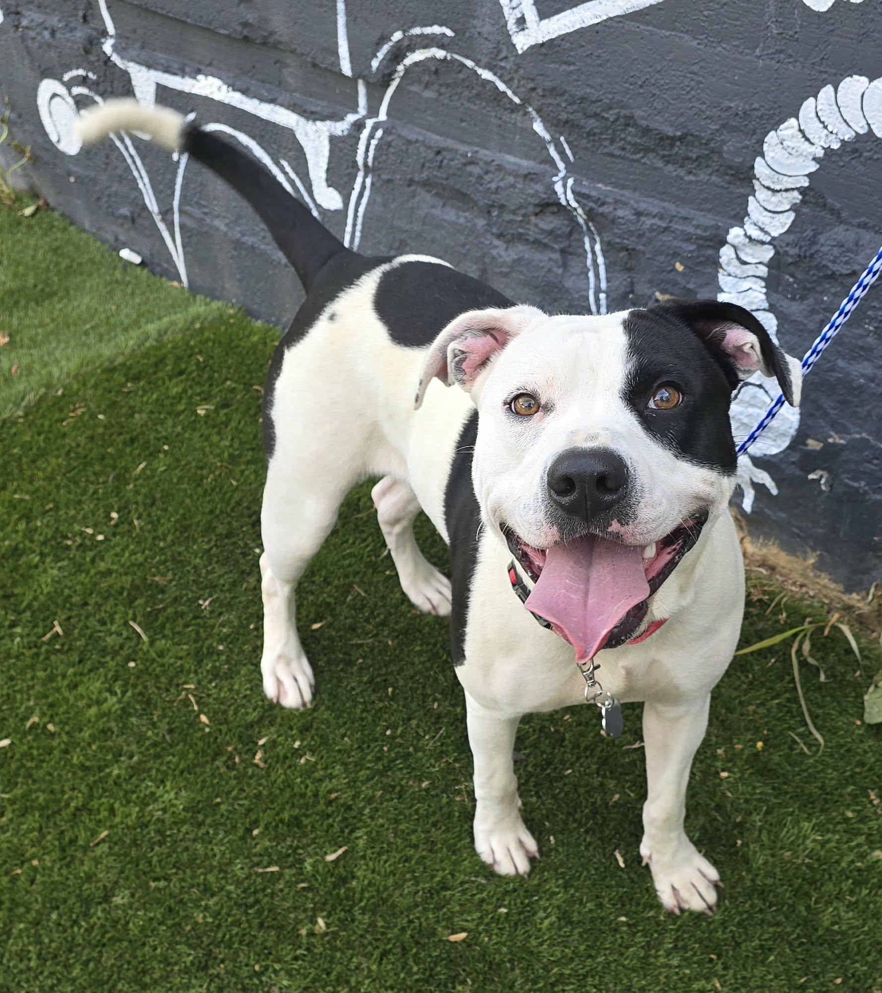 Dolores, a ADOPTABLE mixed breed in Newport, TN image 6/6