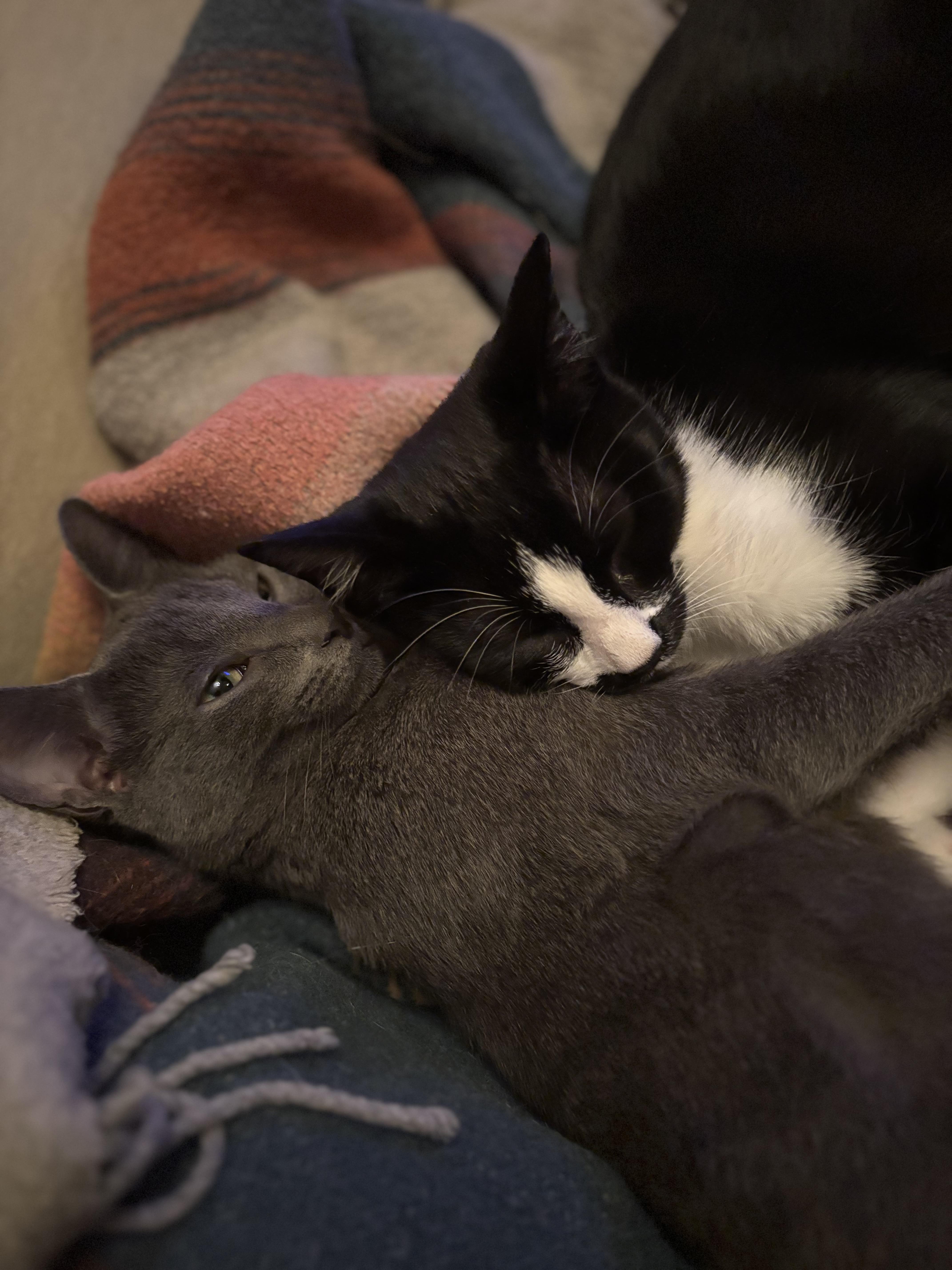 Enlarge Scout, a ADOPTABLE Domestic Short Hair in Melrose, MA image 3/6