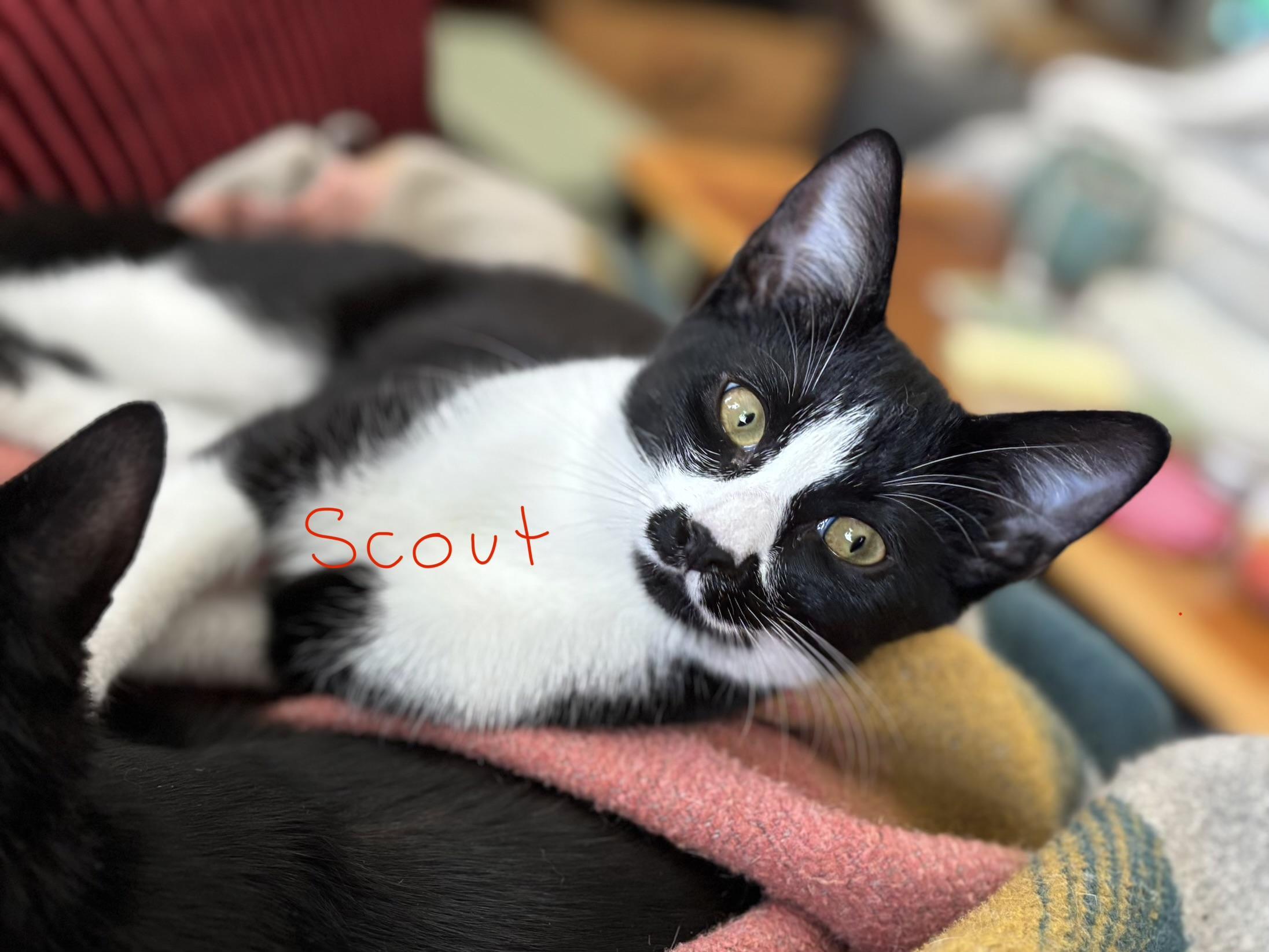Enlarge Scout, a ADOPTABLE Domestic Short Hair in Melrose, MA image 2/6