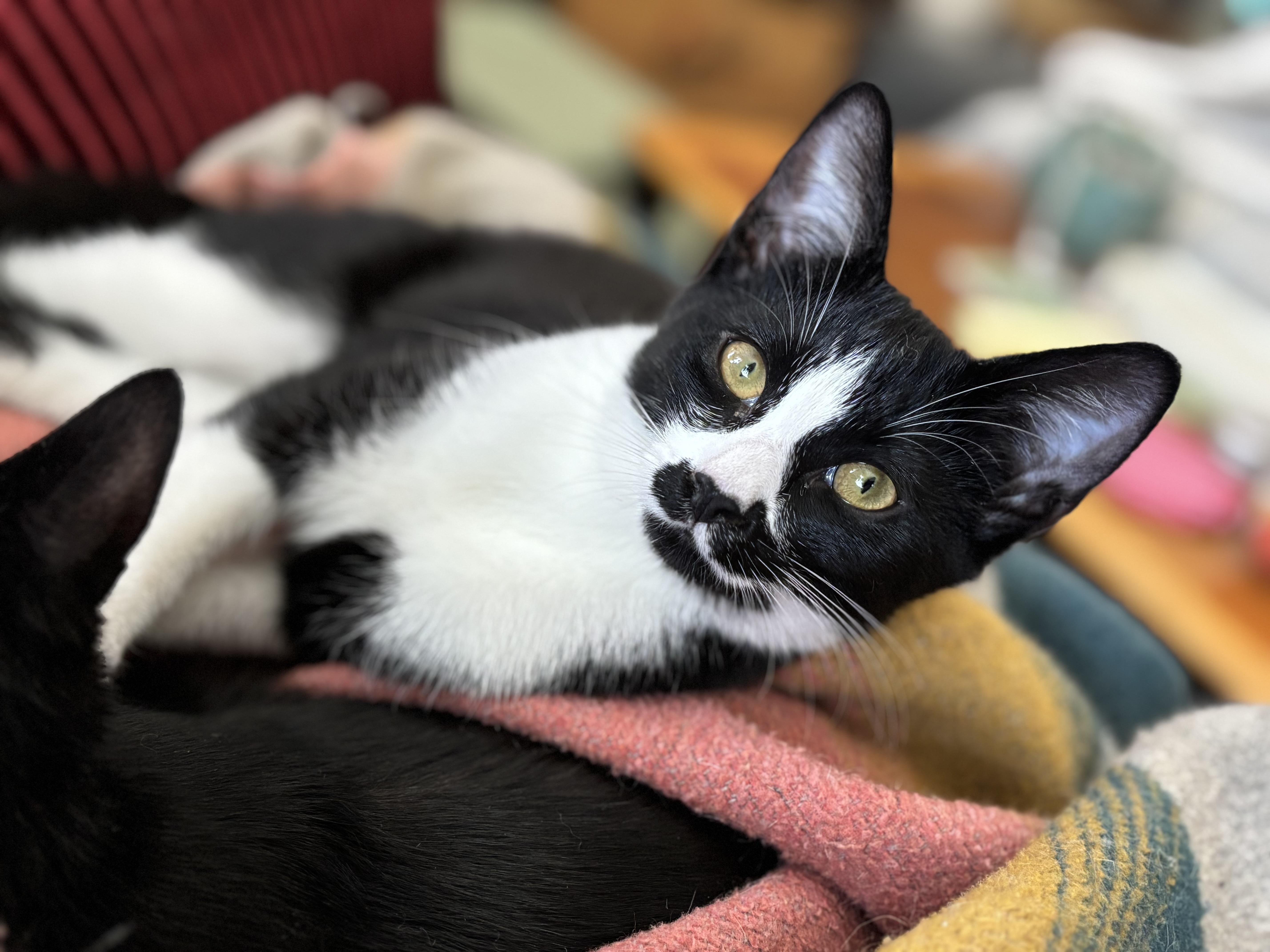 Scout, ADOPTABLE, Young Female Domestic Short Hair.