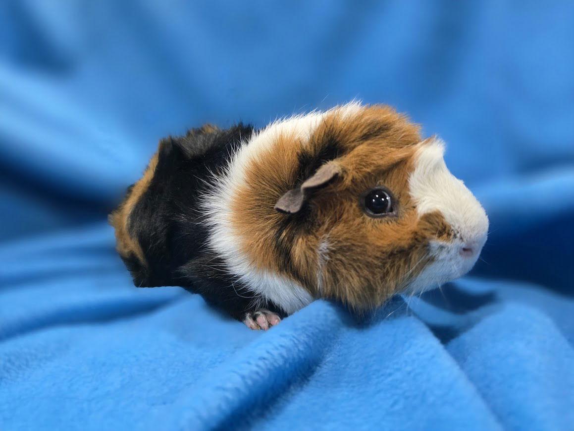 Troy & Cleo, Adoptable, Adult Male Guinea Pig.
