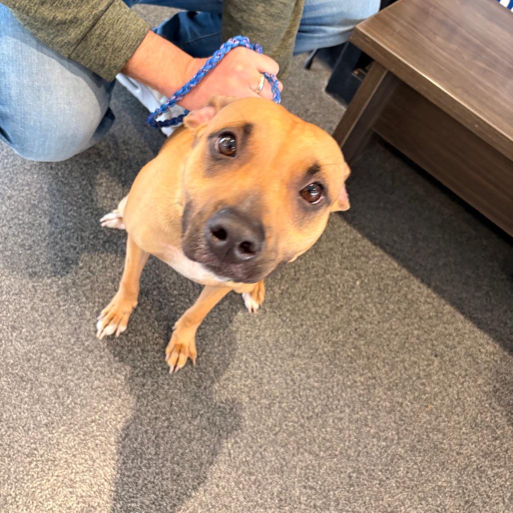 Gazelle, a Adoptable Mixed Breed in Allentown, PA image 1/6