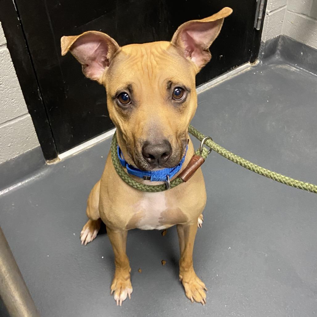 Gazelle, a Adoptable Mixed Breed in Allentown, PA image 2/6