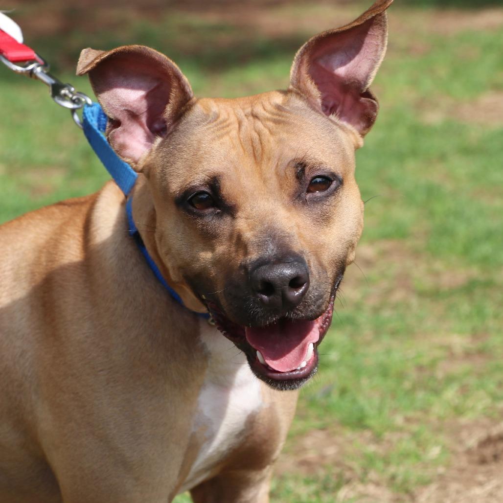 Gazelle, a Adoptable Mixed Breed in Allentown, PA image 3/6
