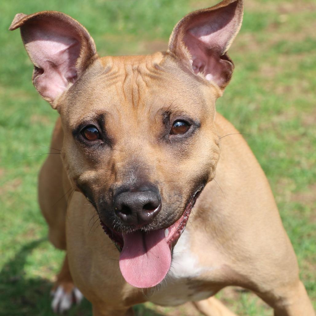 Gazelle, a Adoptable Mixed Breed in Allentown, PA image 4/6