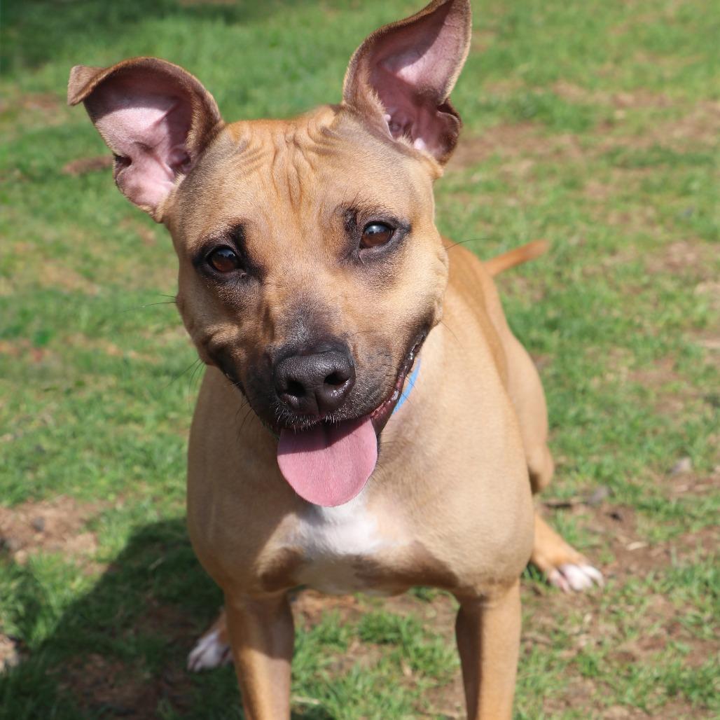 Gazelle, a Adoptable Mixed Breed in Allentown, PA image 5/6