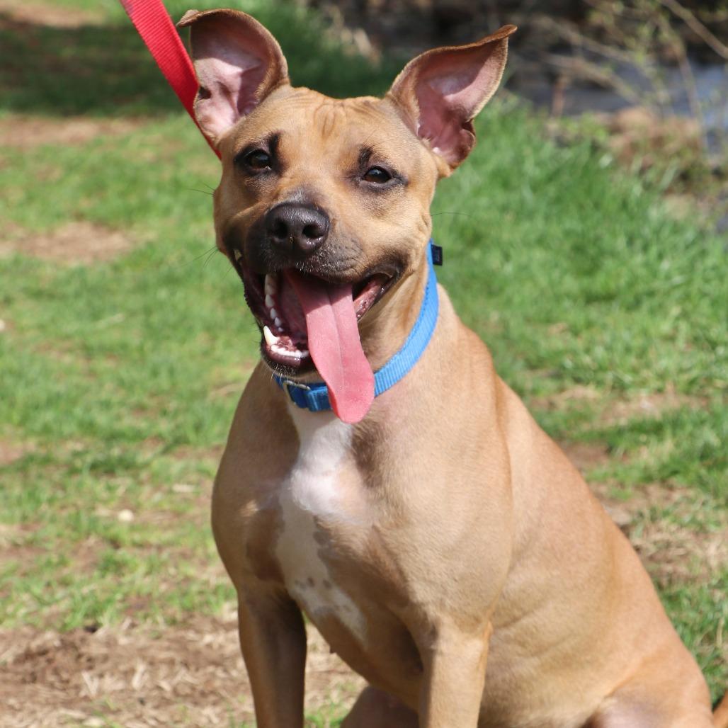 Gazelle, a Adoptable Mixed Breed in Allentown, PA image 6/6