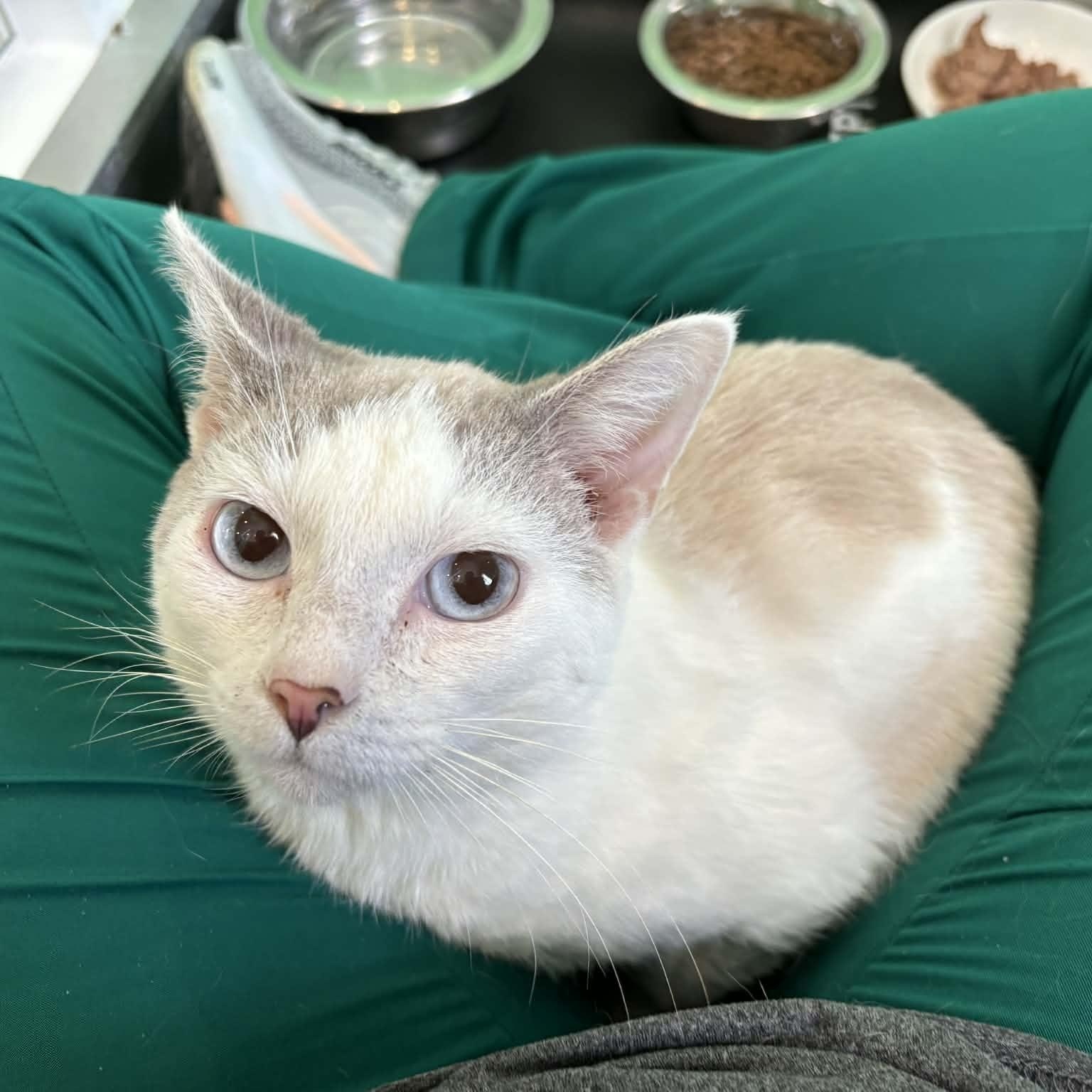 Enlarge Oakley, a ADOPTABLE American Shorthair in Barboursville, WV image 2/3