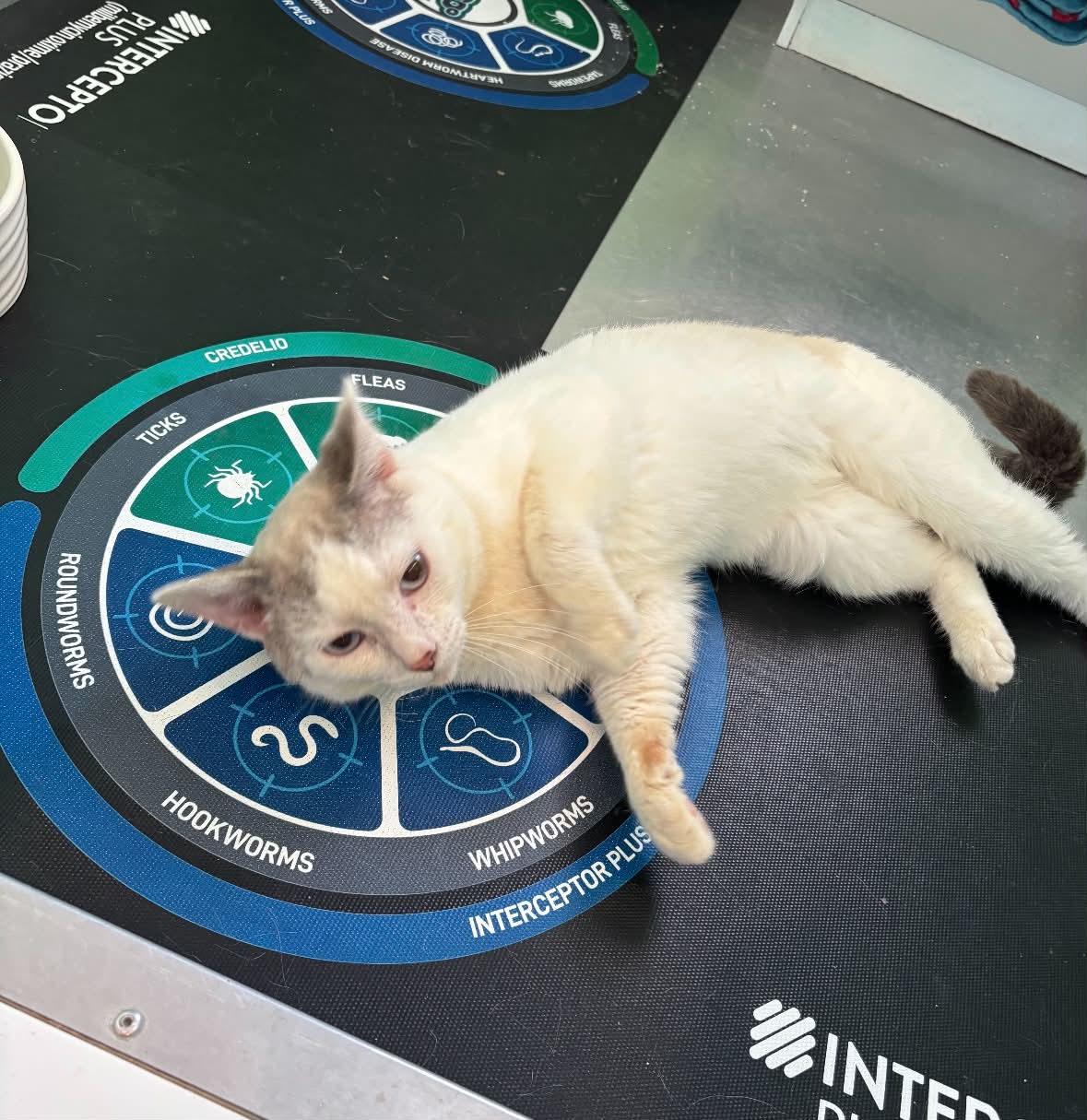 Enlarge Oakley, a ADOPTABLE American Shorthair in Barboursville, WV image 3/3