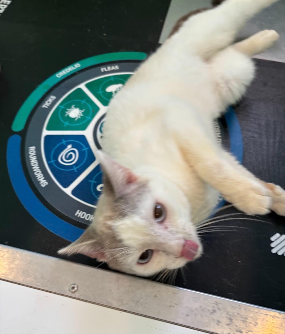 Enlarge Oakley, a ADOPTABLE American Shorthair in Barboursville, WV image 1/3