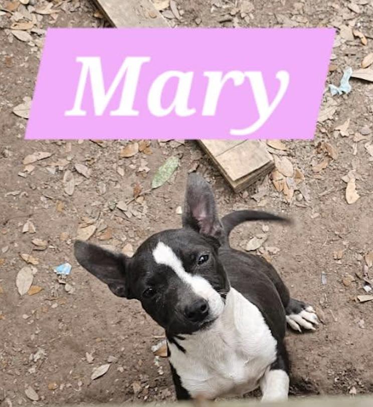 Mary, ADOPTABLE, Puppy Female Mixed Breed.