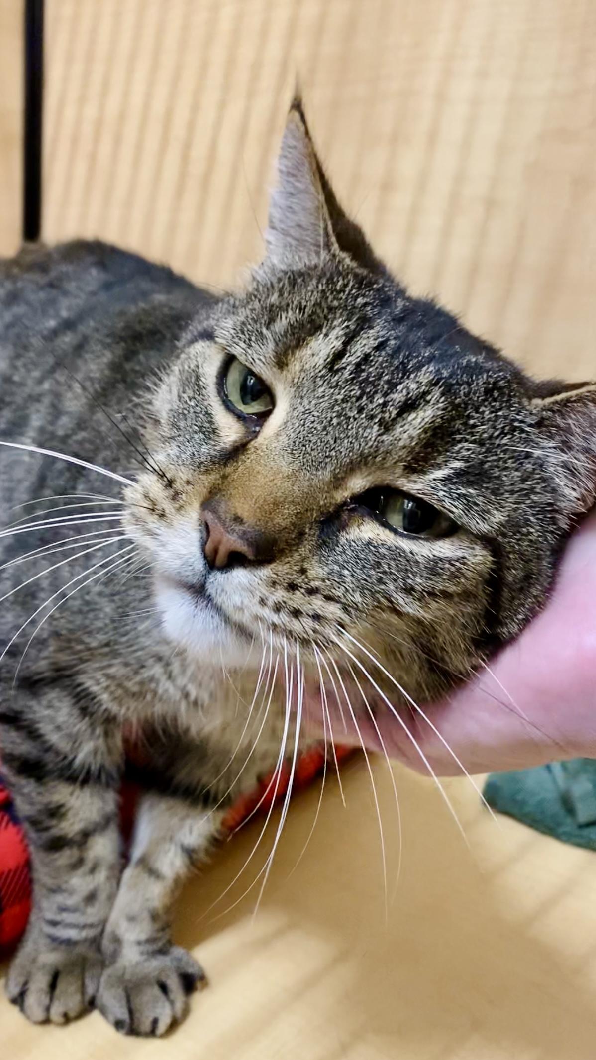 Moose, ADOPTABLE, Adult Male Domestic Short Hair.