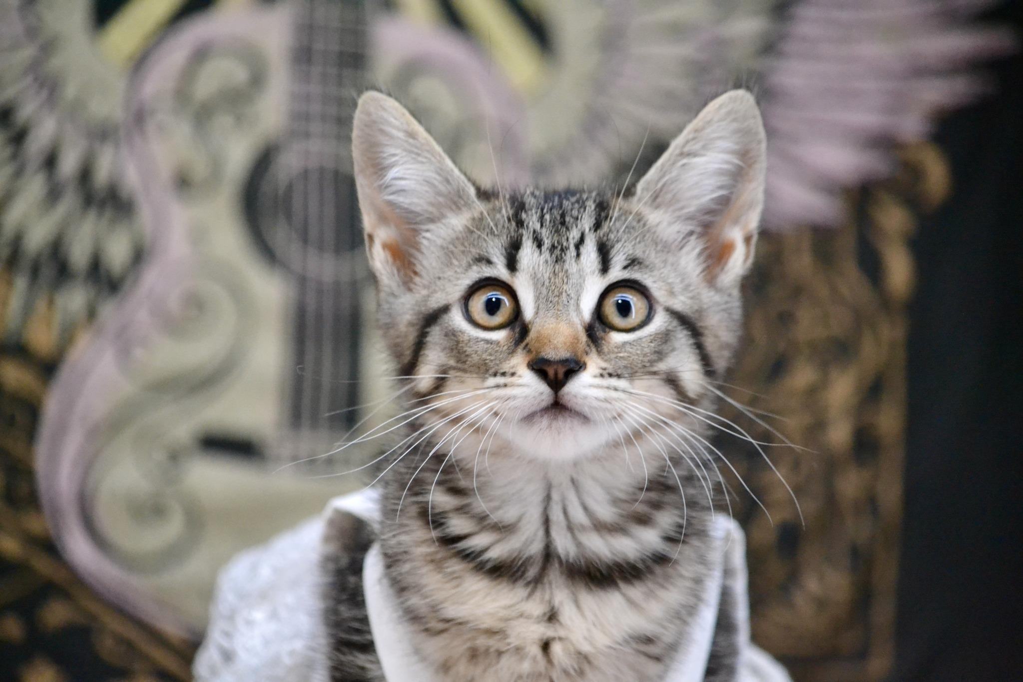 Carrie, Baby Female Domestic Short Hair