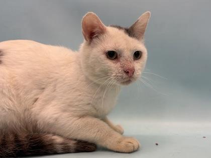 Musky, Adoptable, Adult Male Domestic Short Hair & Domestic Short Hair.