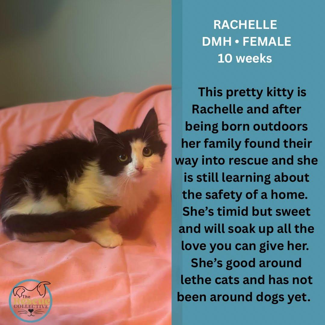 Rachelle, ADOPTABLE, Young Female Domestic Medium Hair.