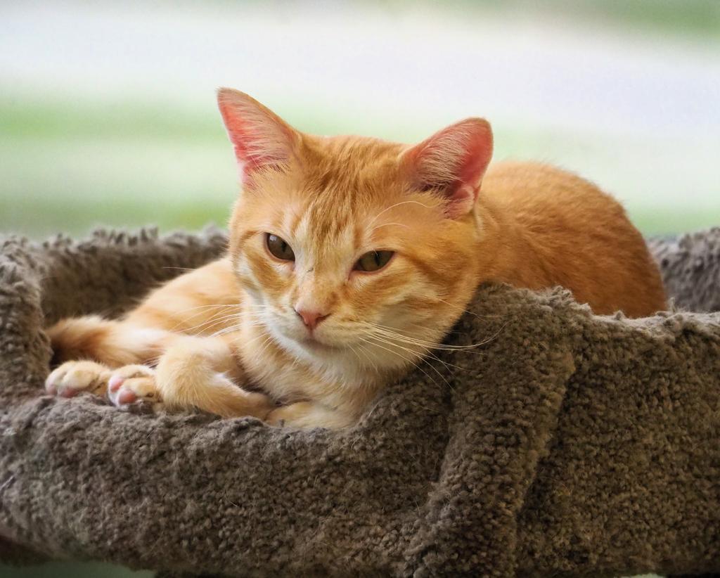 Waffle, Adoptable, Young Male Domestic Short Hair.