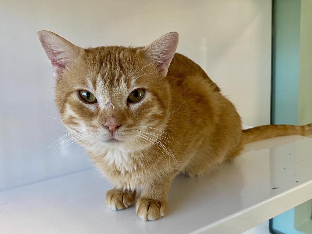 Waffle, Adoptable, Young Male Domestic Short Hair.