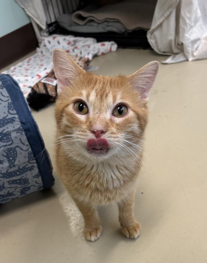 Waffle, a Adoptable mixed breed in Saint Paul, MN image 2/6