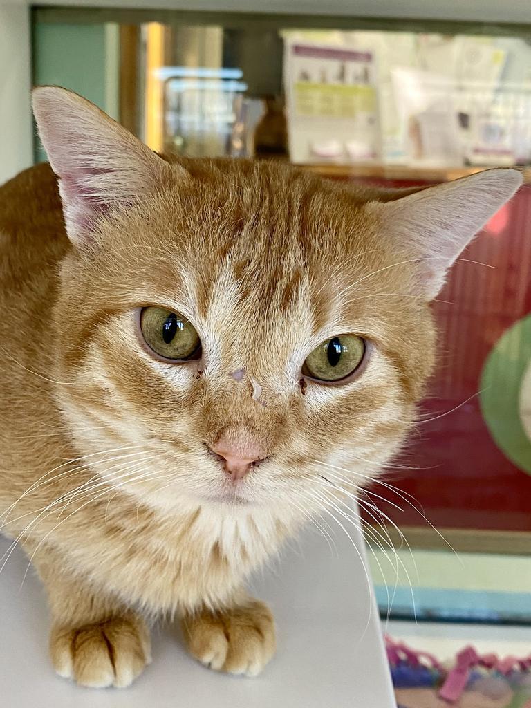 Waffle, a Adoptable mixed breed in Saint Paul, MN image 3/6