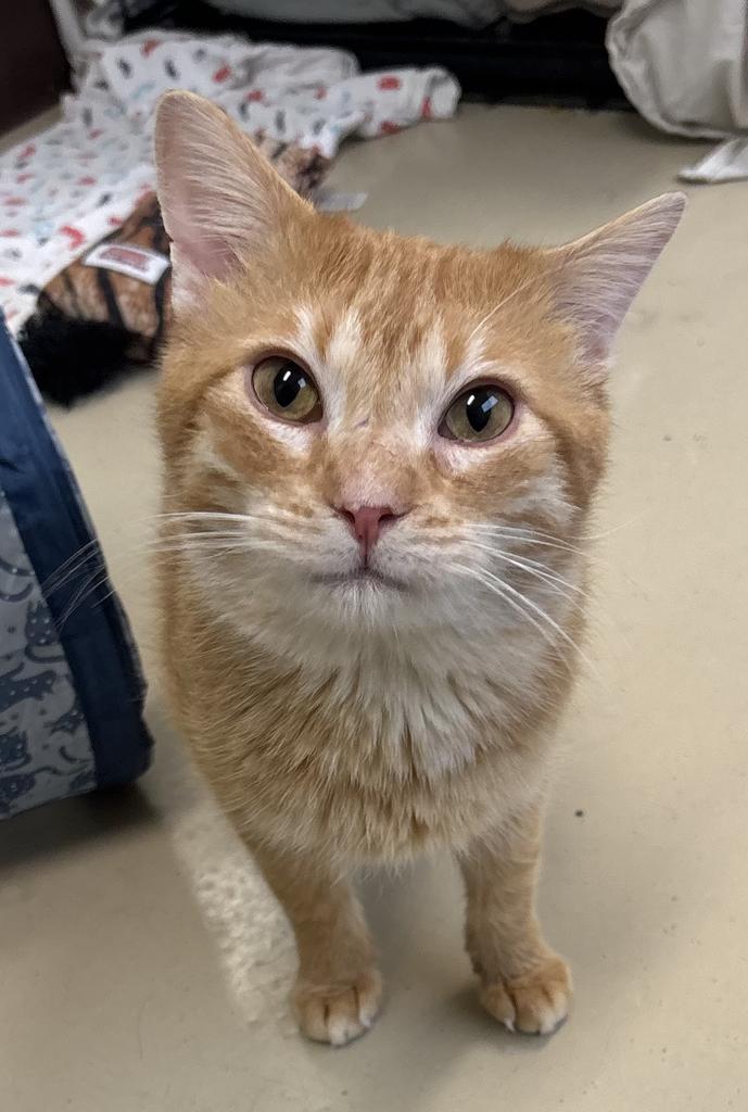 Waffle, a Adoptable mixed breed in Saint Paul, MN image 4/6