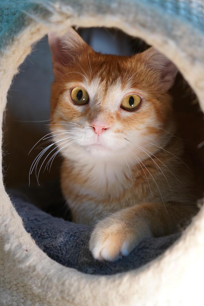 Enlarge Waffle, a Adoptable mixed breed in Saint Paul, MN image 4/6